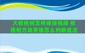 大核桃树怎样嫁接视频 核桃树方块芽接怎么判断成活